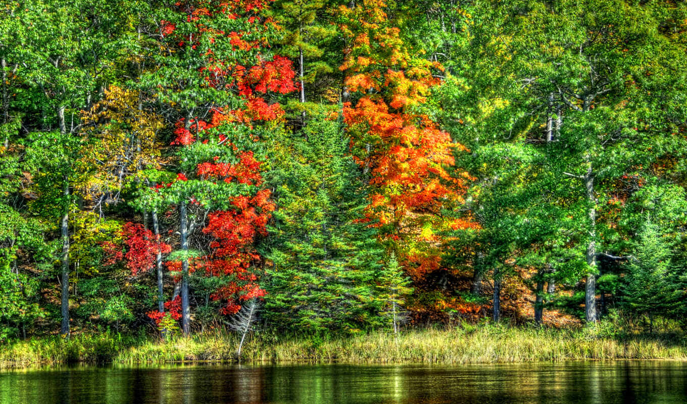 lake, nature, water, forest, landscape, autumn, trees