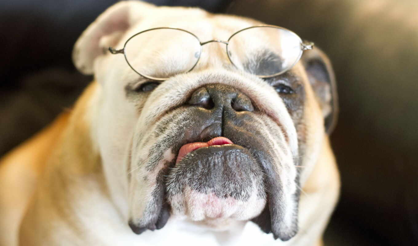 широкоформатные, собака, очки, собаки, bulldog