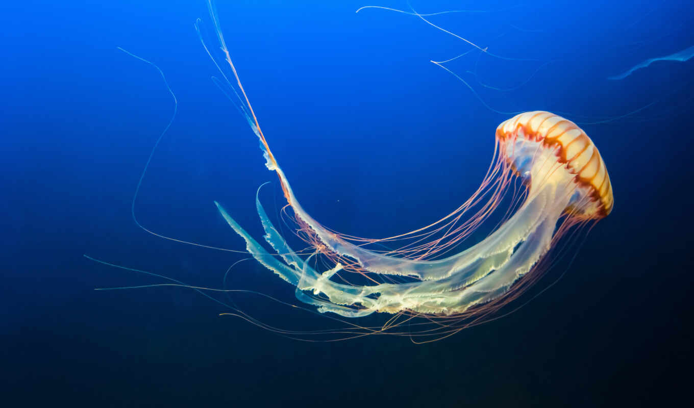 фон, world, jellyfish, underwater, ultra