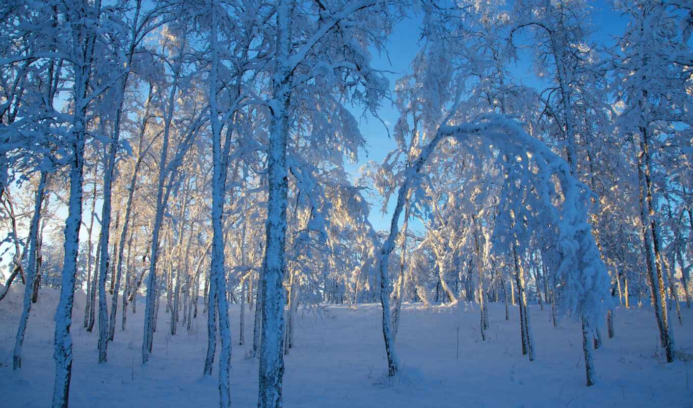 tree, snow, winter, sweden