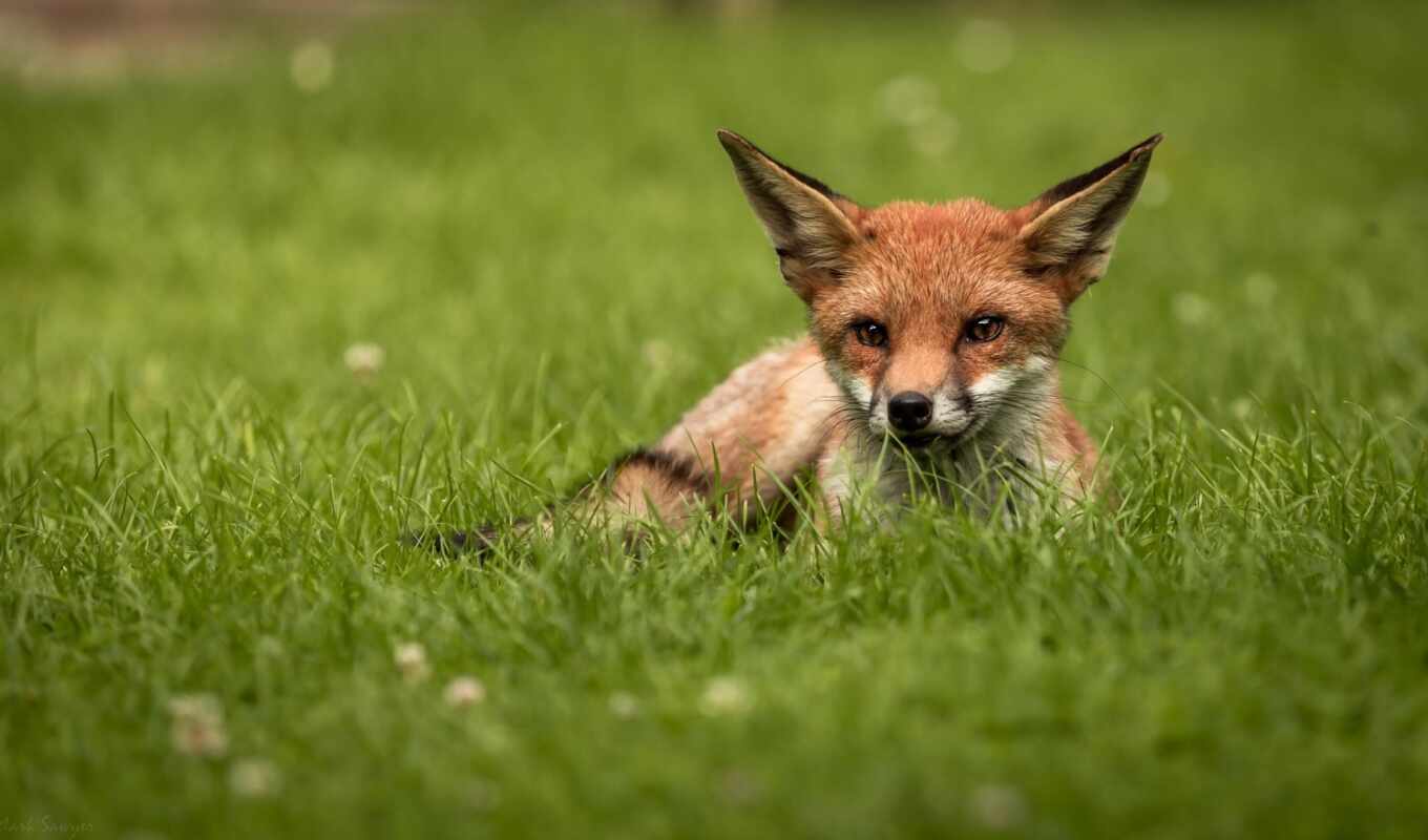 grass, animals, fox, animal