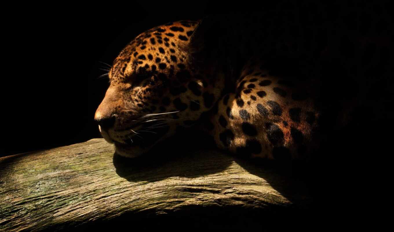 photo, black, cat, dark, jaguar, wild, zhivotnye, photo printing, js