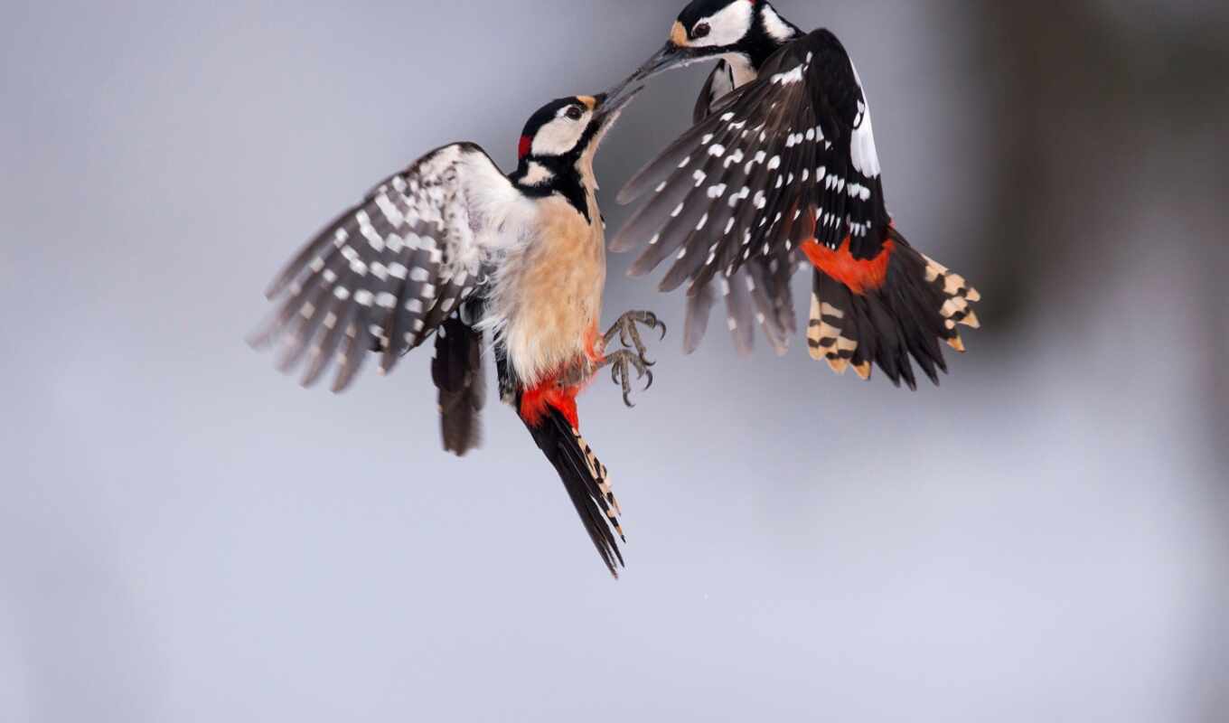 macro, flight, of the world, their, birds, flying, pair, sand, uncle, birds