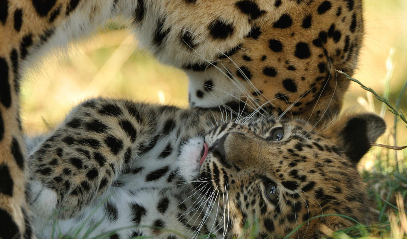 amur, leopard, cats, kitty, the cub, jaguar, zhivotnye, jaguar, motherhood, lepard, predators