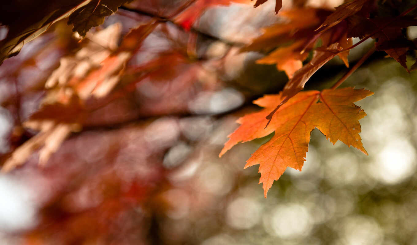 sheet, macro, time, autumn, foliage, orange, paints