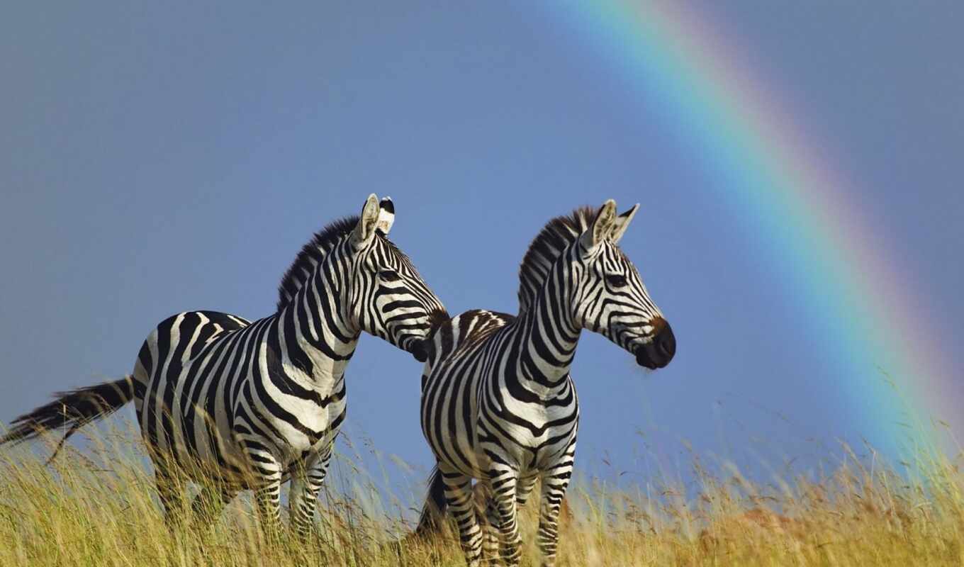 black, white, две, wild, animal, красивый, оценка, zebra