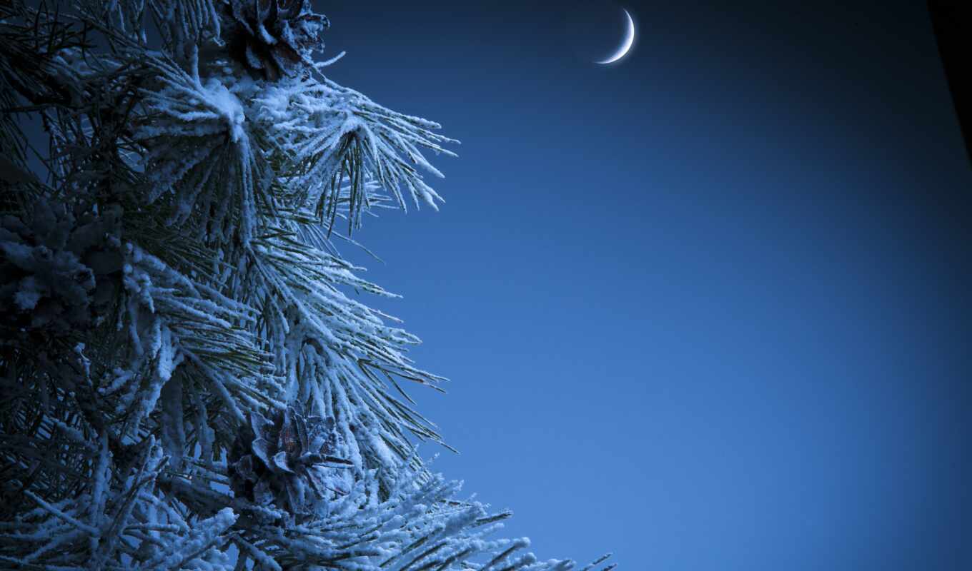 дерево, ночь, луна, лес, фотообои