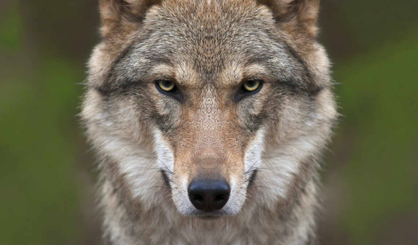 portrait, волк