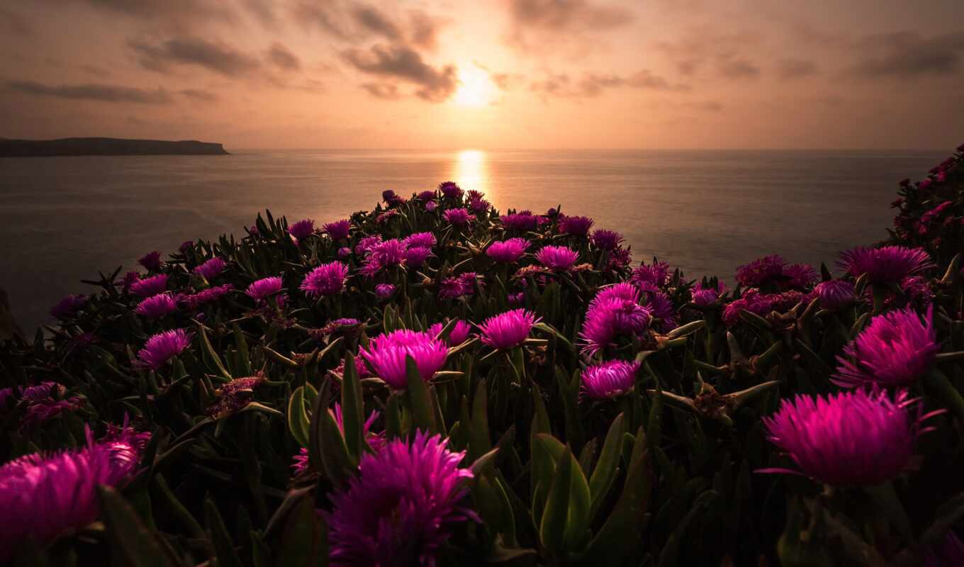 nature, flowers, picture, sunset, evening, landscape, sea, to find, thous, starve, fotocvetok