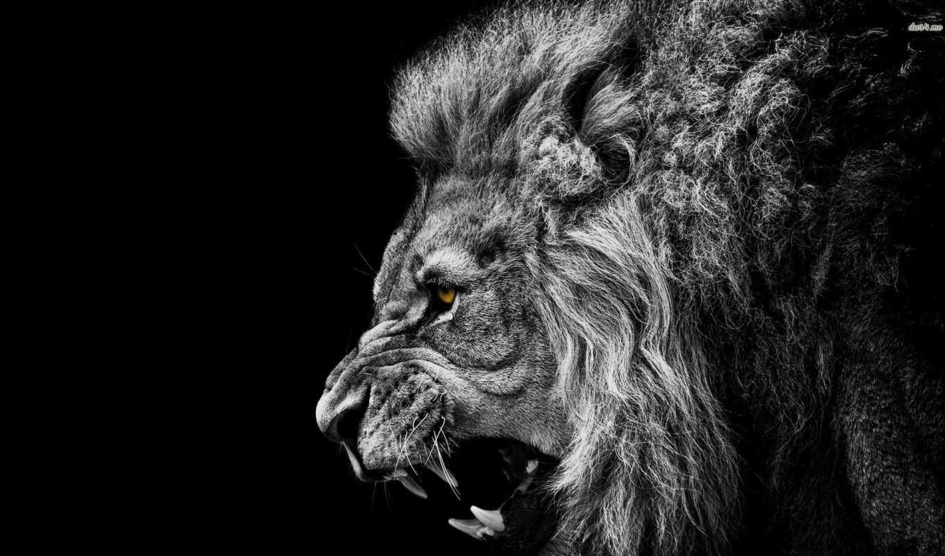 black, lion, animal