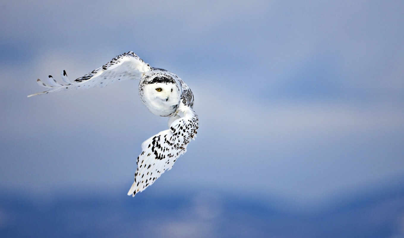 небо, сова, flying, wings, snowy, распространение