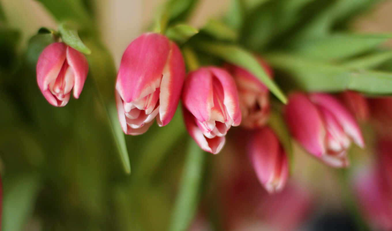 free, flowers, tulips, von, kostenlos, qwerty