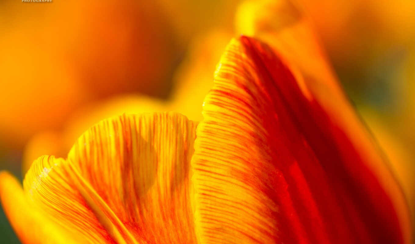 flowers, picture, pictures, macro, yellow