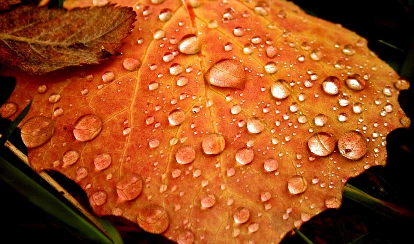 дождь, листья, осень, vision, deviantart, джин, sui