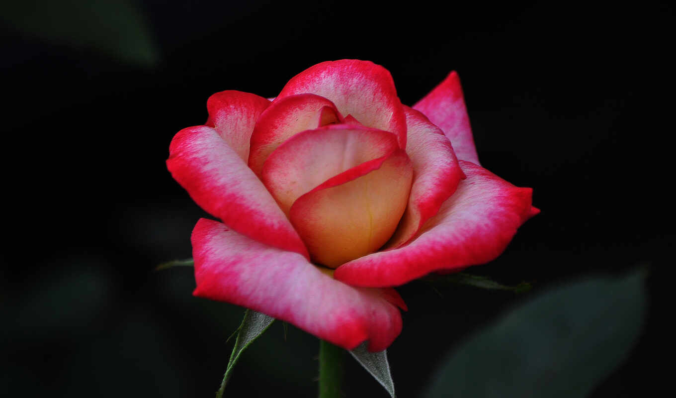 rose, su, beautiful, pink, foliage, white, goodfon
