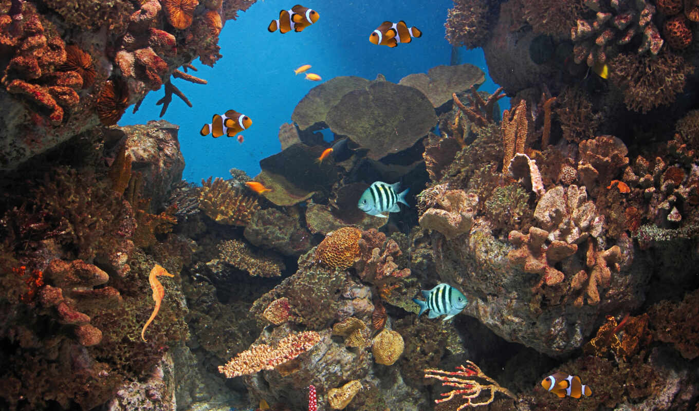 android, live, ocean, fish, alive, reef, coral, apk, oceans
