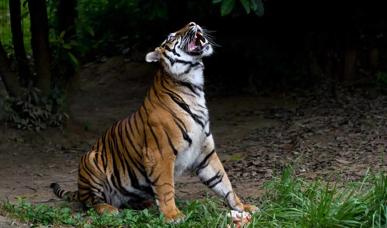 тигр, panthera, tigris