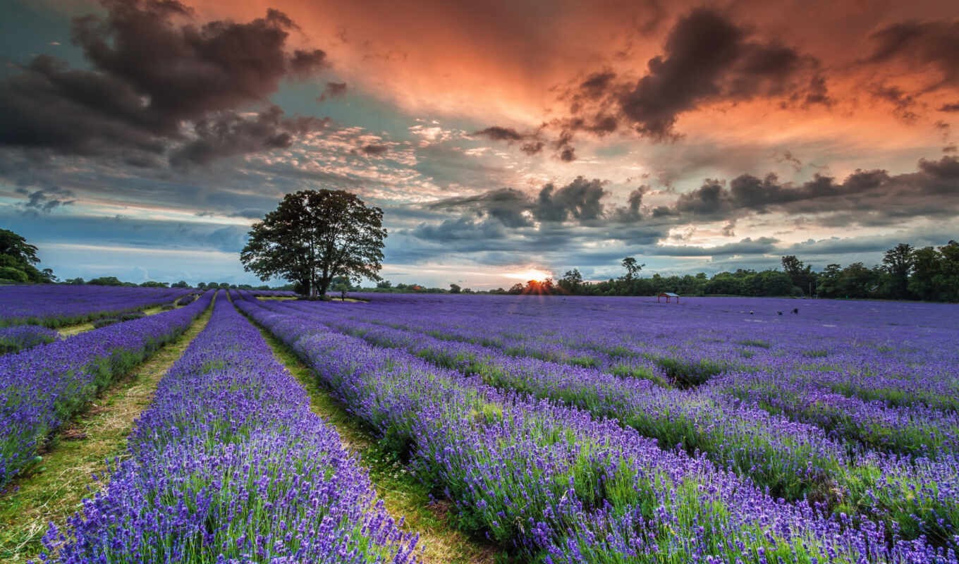 природа, небо, summer, закат, поле, вечер, different, красивый, lavender