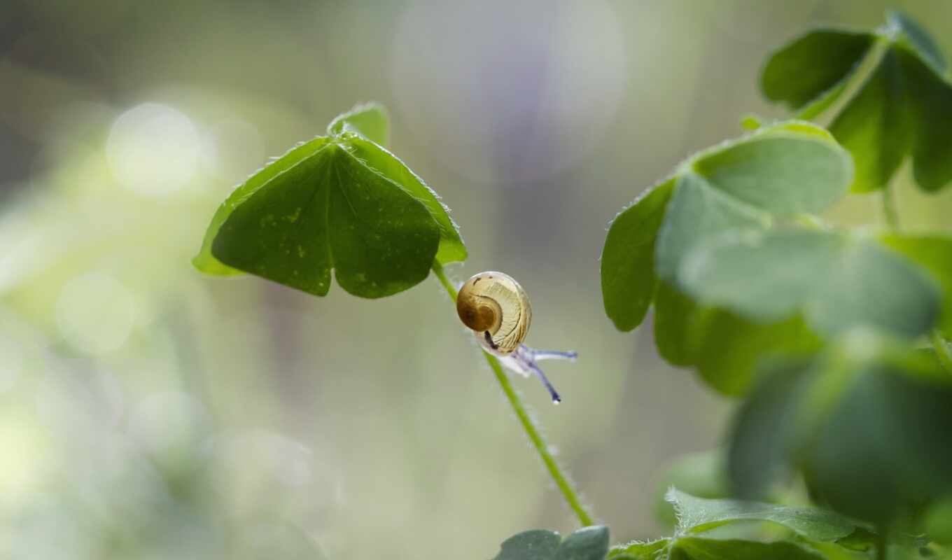 лист, snail, clover, makryi