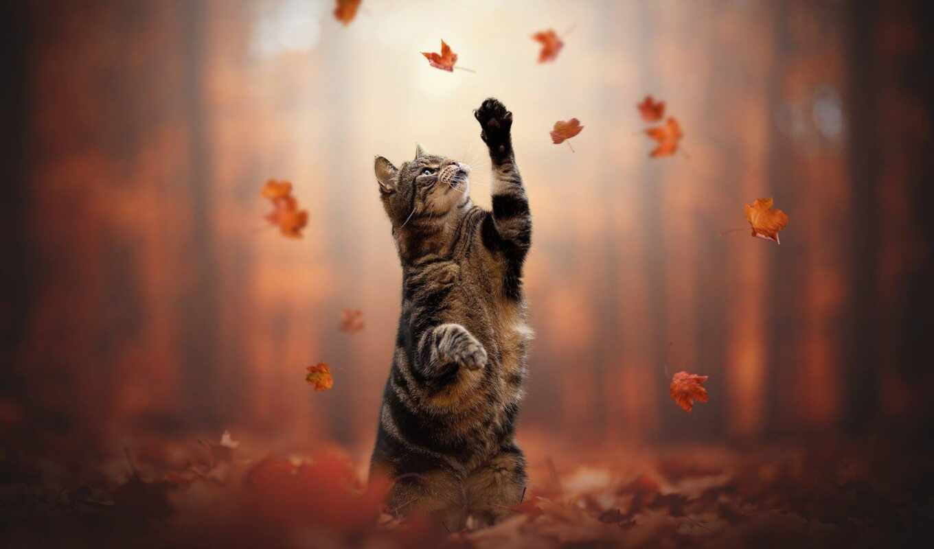 осень, кот, лист
