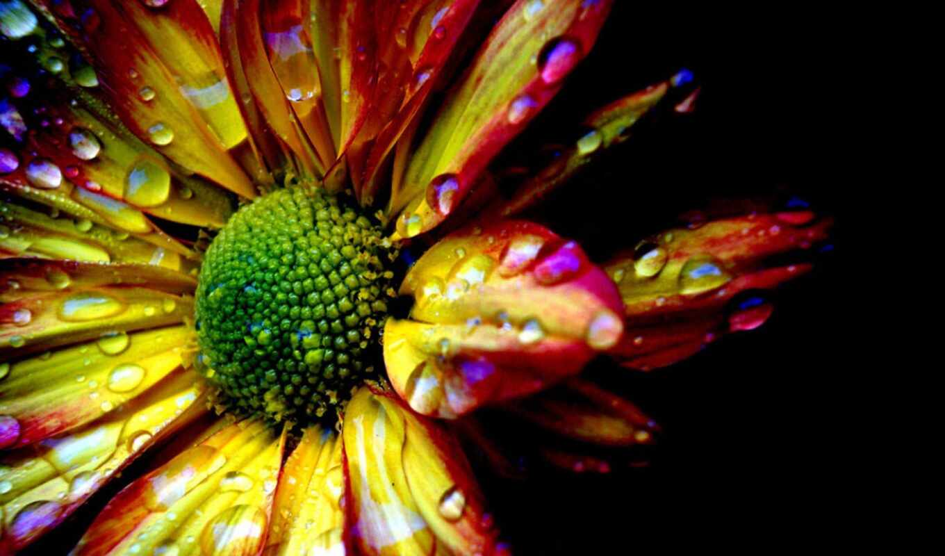 flowers, drop, water, petal, yellow