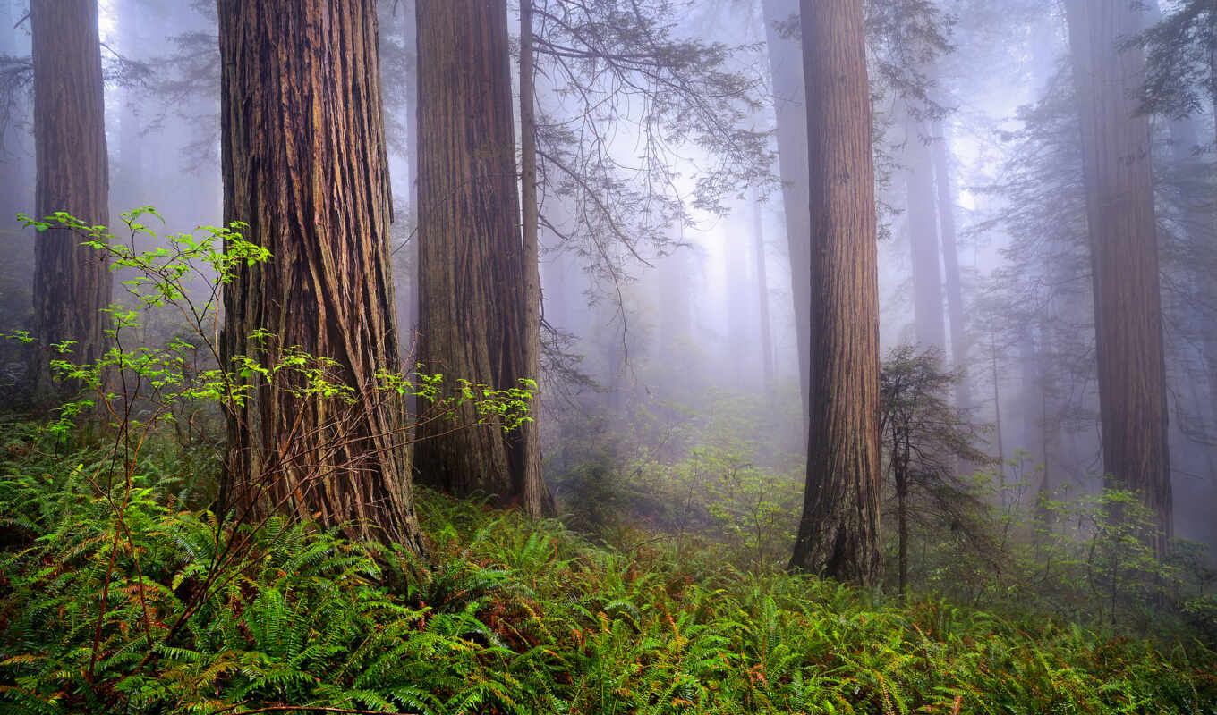 сша, природа, лес, утро, redwoods, туман, весна, 