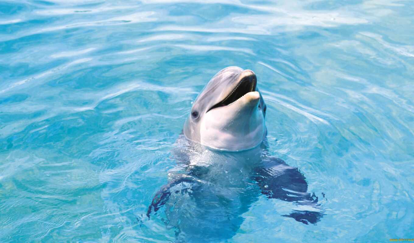 картинка, дельфин, animal, красивый, underwater, миро, дельфина, настольные обои, delfinovyi