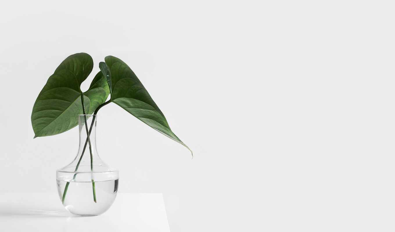 white, background, green, plant, team, minimalist, ria, dom, lifestyle, virtual