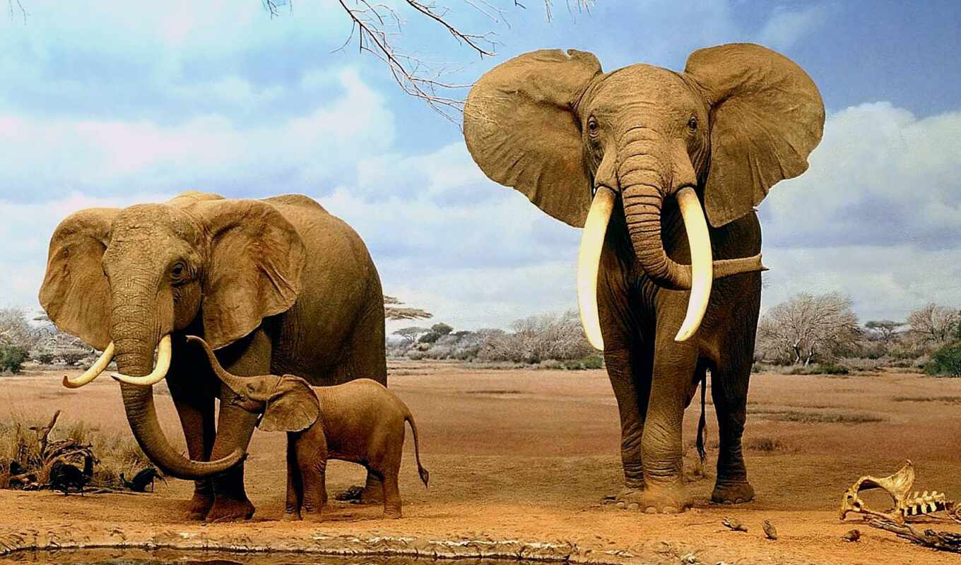 слон, африка, funart