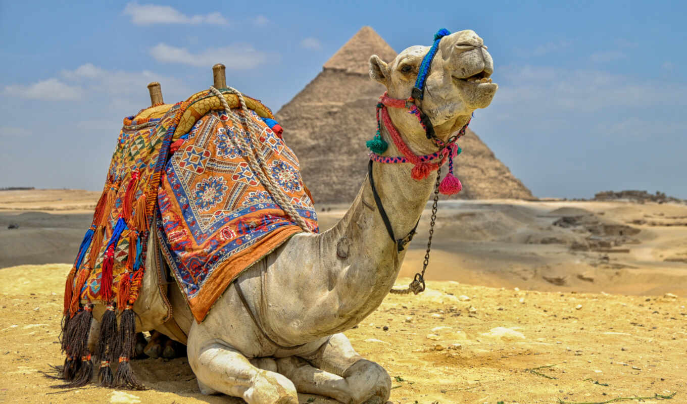 desert, camel