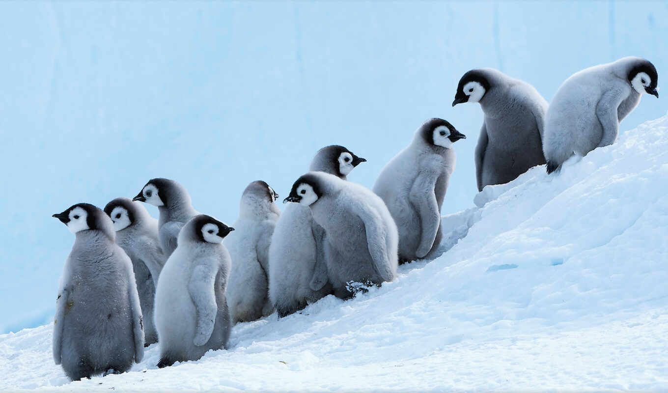 пингвин, emperor, mrwallpaper