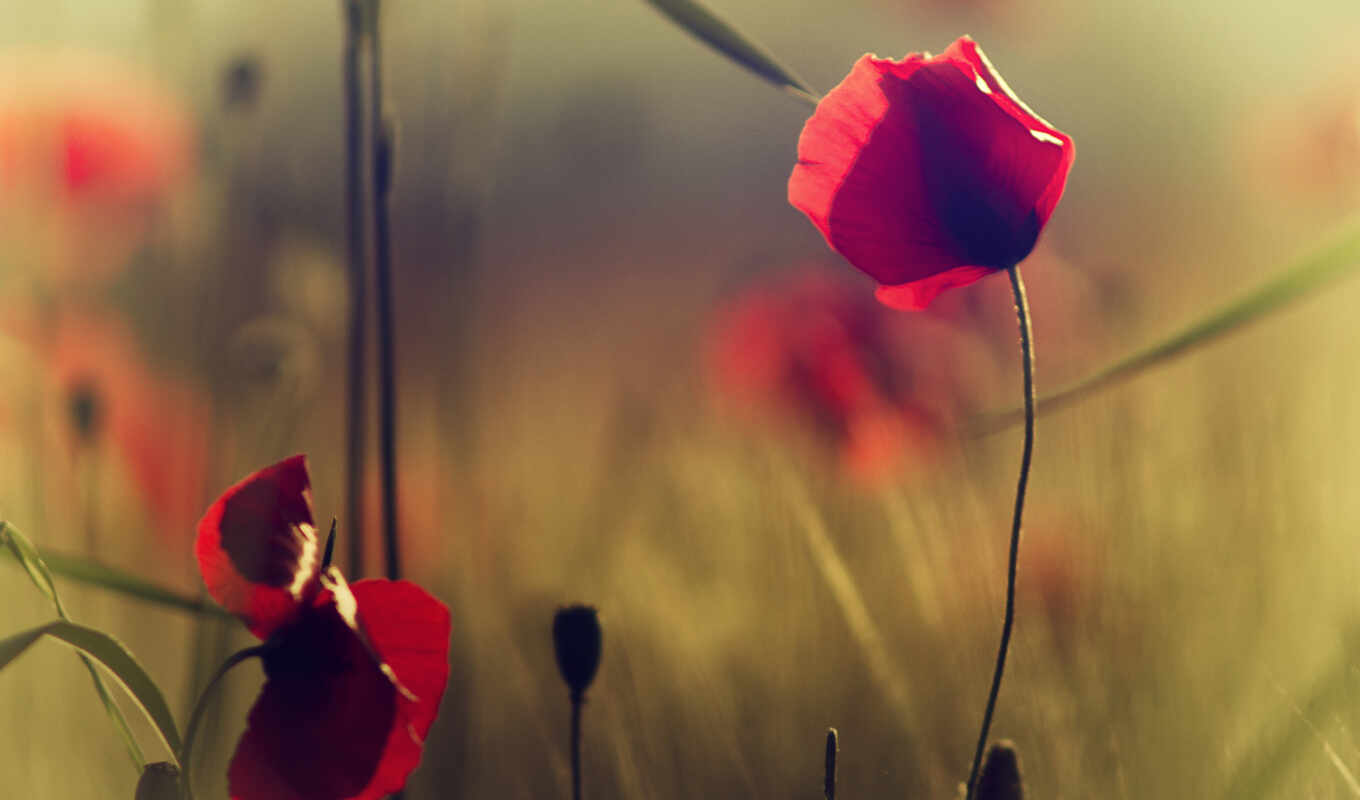 flowers, Red, field, poppies