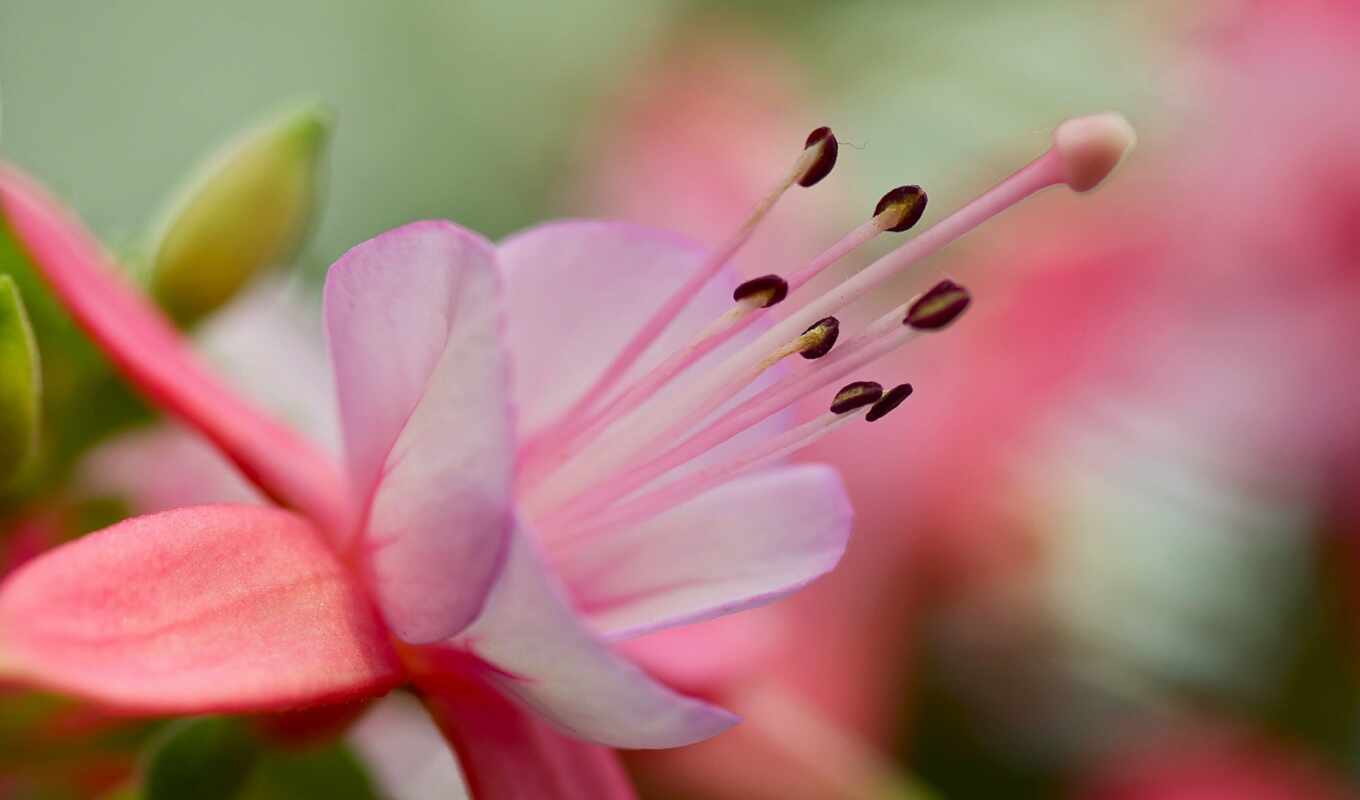 widescreen, macro, stamen, petals, petals