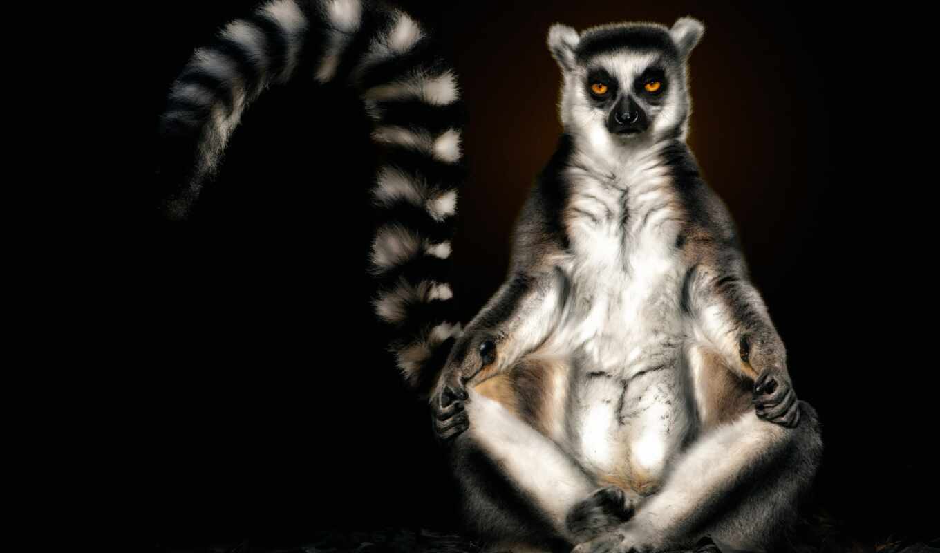 background, animal, dark, tail, lemur, oliver, pedro
