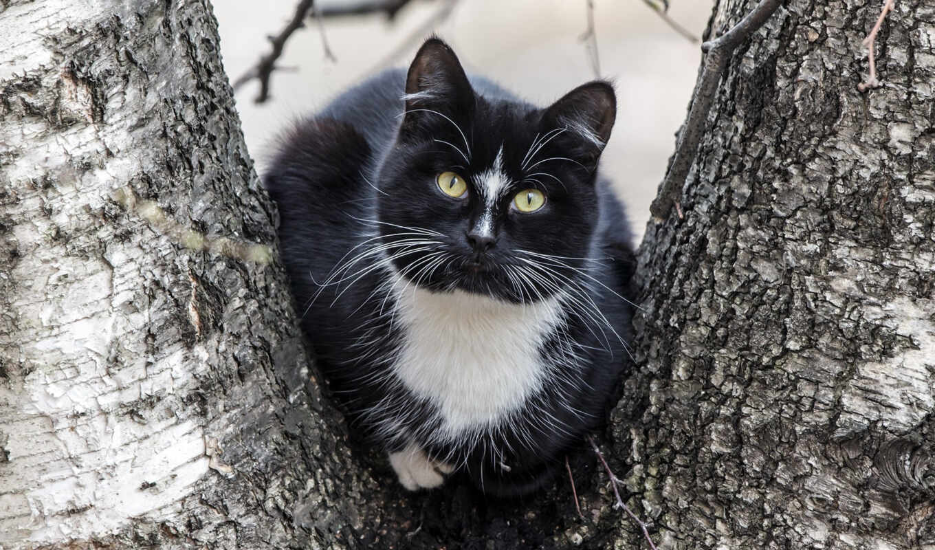 фото, black, много, white, дерево, кот, emil, öyle, tapetum