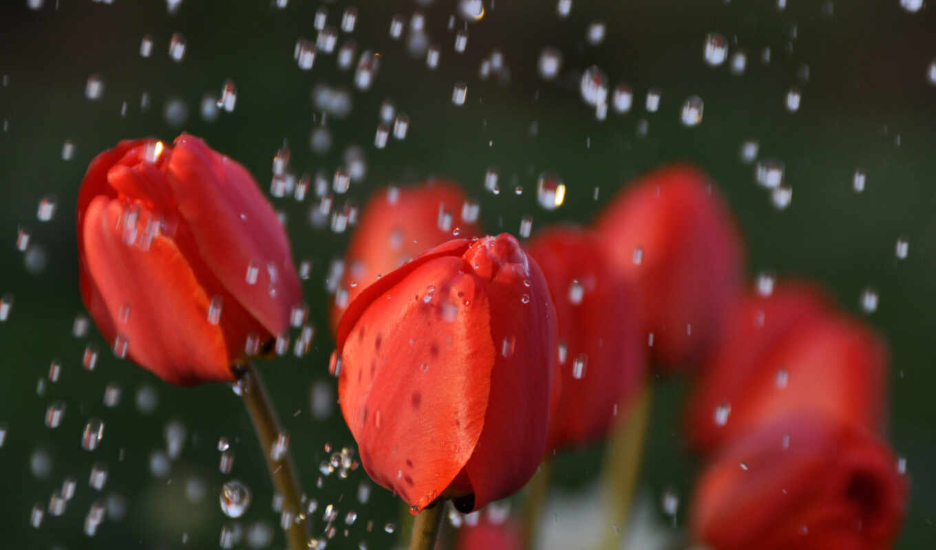 rain, water, red, flower, petal, macro photography, dew, tulip, bud, pink flowers, humidity, flower