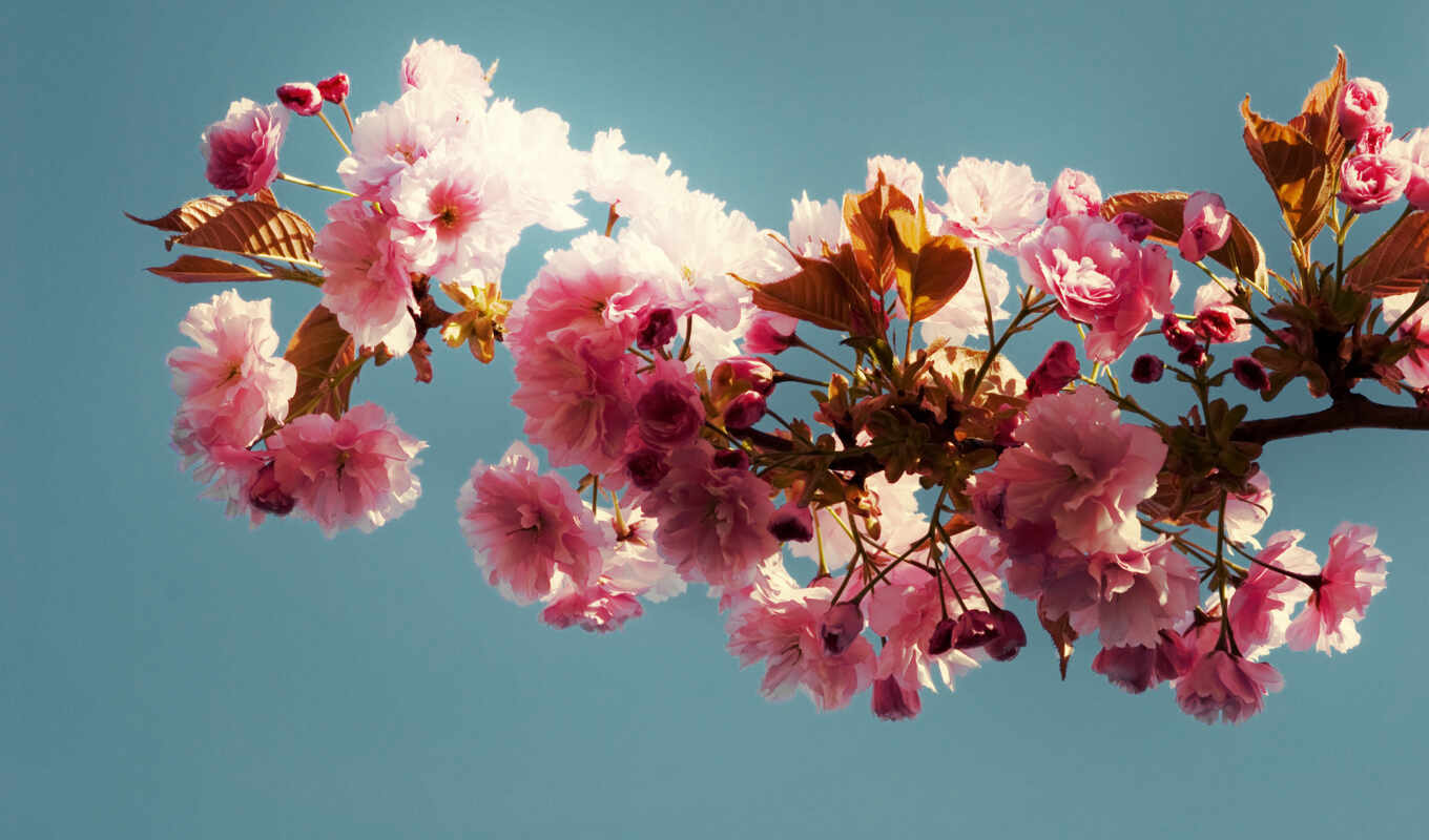 цветы, fone, неба, Сакура, розовые, листва, сакуры, цветущая, цветущей