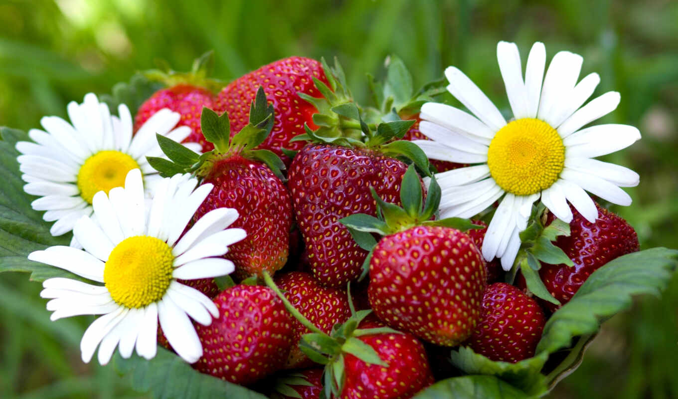 meal, strawberry, daisies, strawberries, basket, berries, sands, earthmen