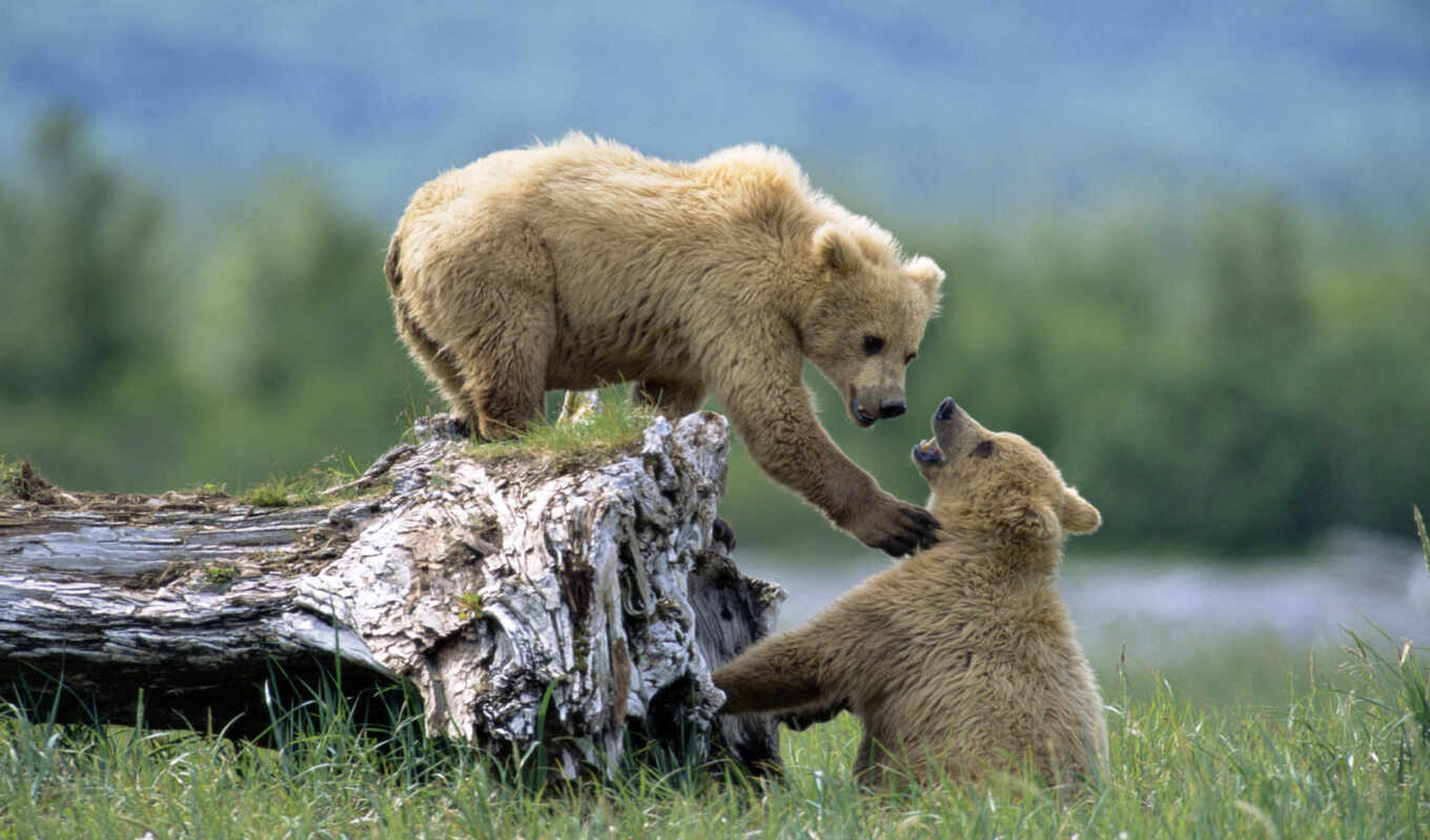 природа, трава, living, медведь, животных, природы, медведи, дикая, zhivotnye, удивительные, медвежата