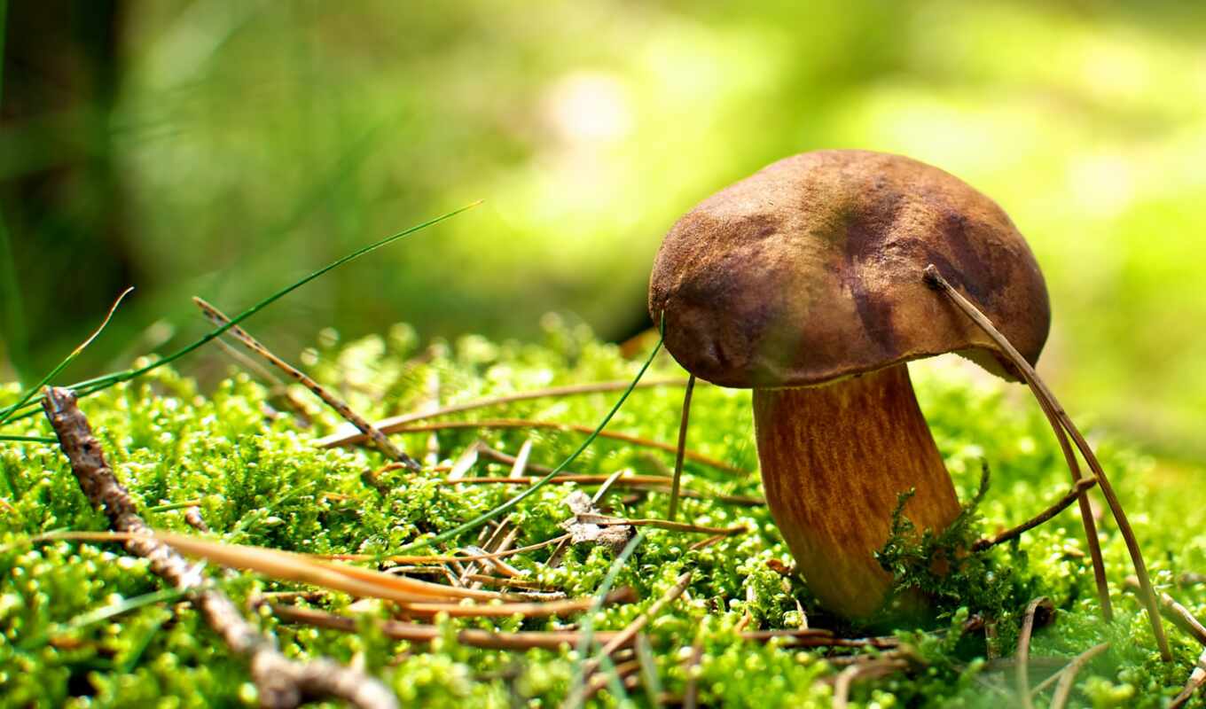 природа, широкоформатные, макро, бесплатные, яркий, devushki, mushroom, грибы, load