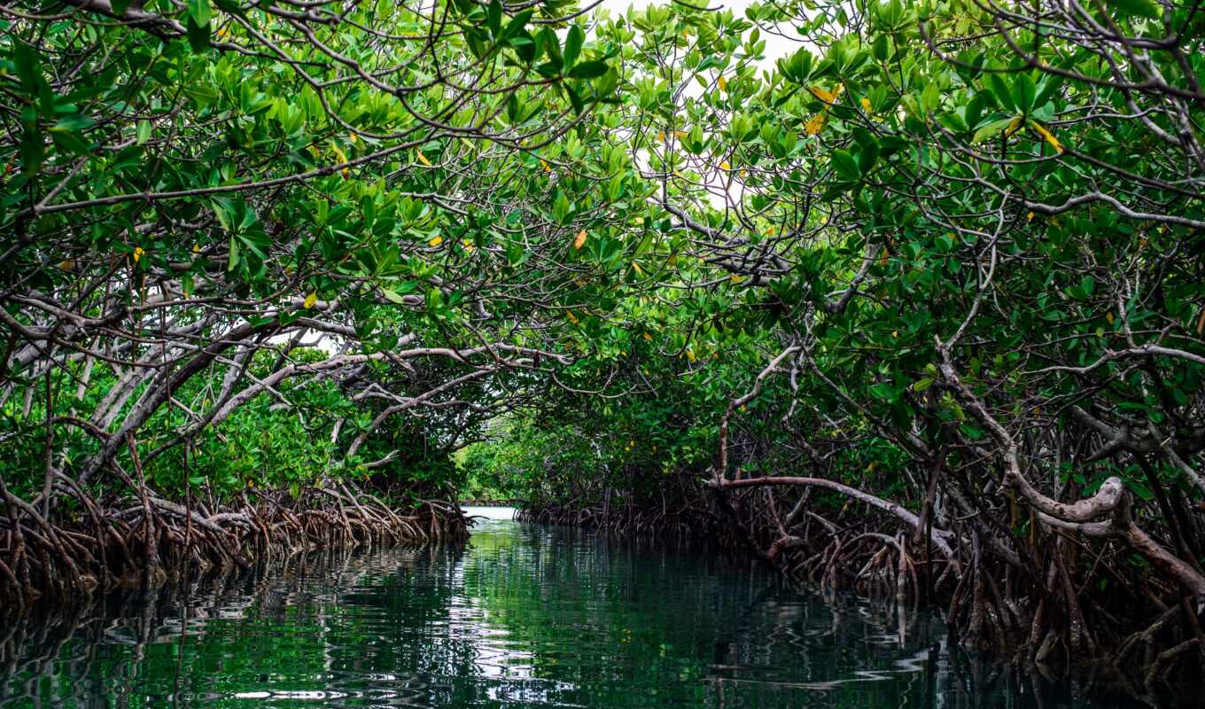 ноутбук, water, лес, море, see, usa, остров, ocean, bush, fore, мангровые заросли