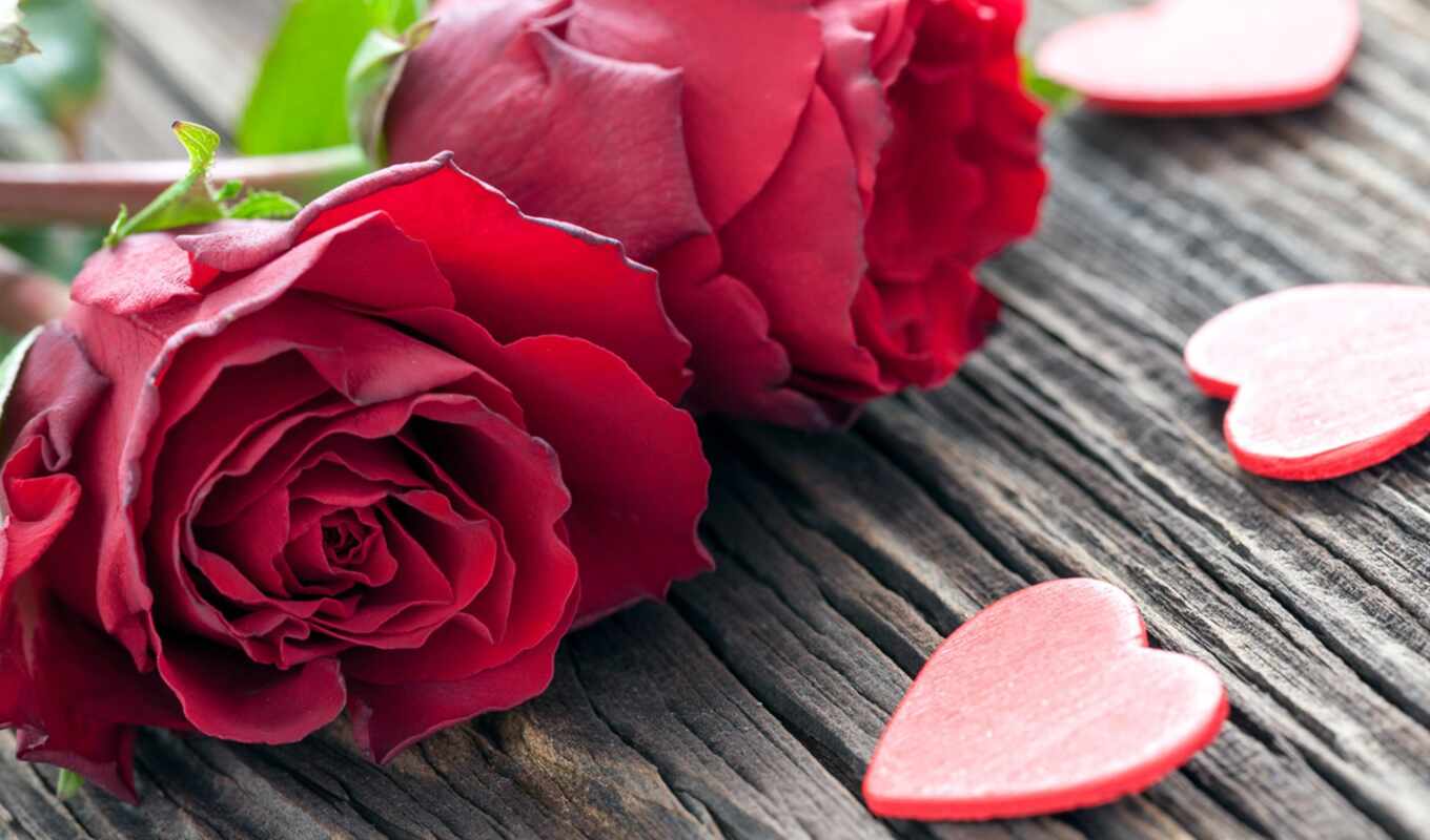 цветы, роза, красное, день, valentine, уход, святая, postcard