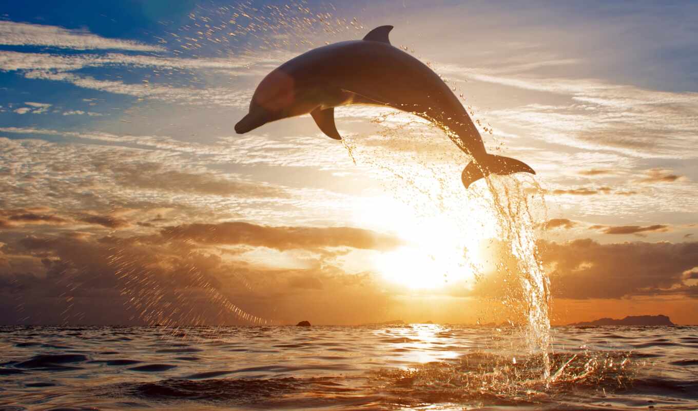 fone, sunset, sunset, sea, dolphins, dolphin, waves, zhivotnye, photo wallpapers, jumping