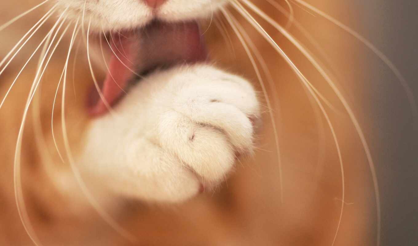 cat, cats, cats, paws
