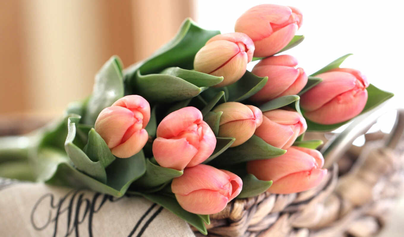 collection, bouquet, tulip, cvety, bud