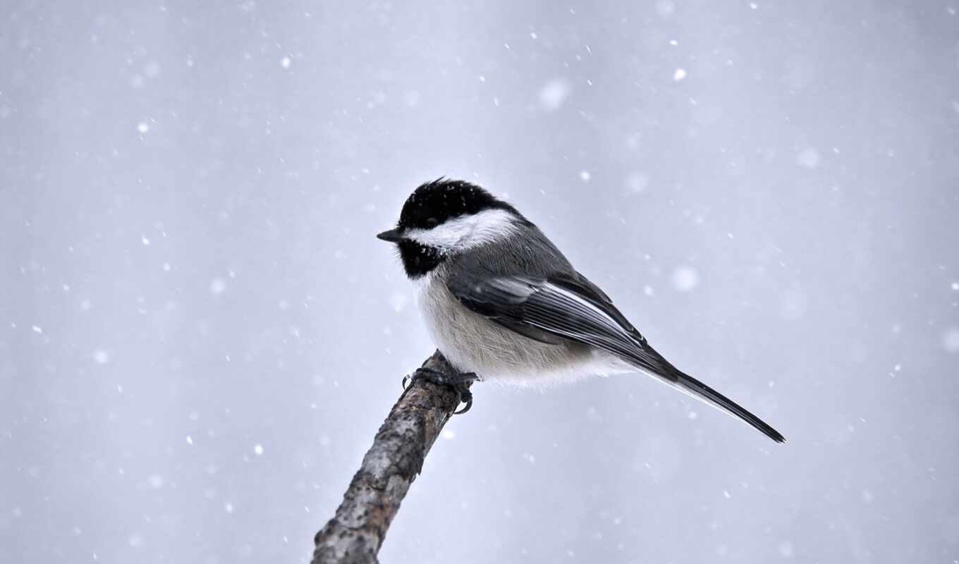 winter, птица, branch, tit