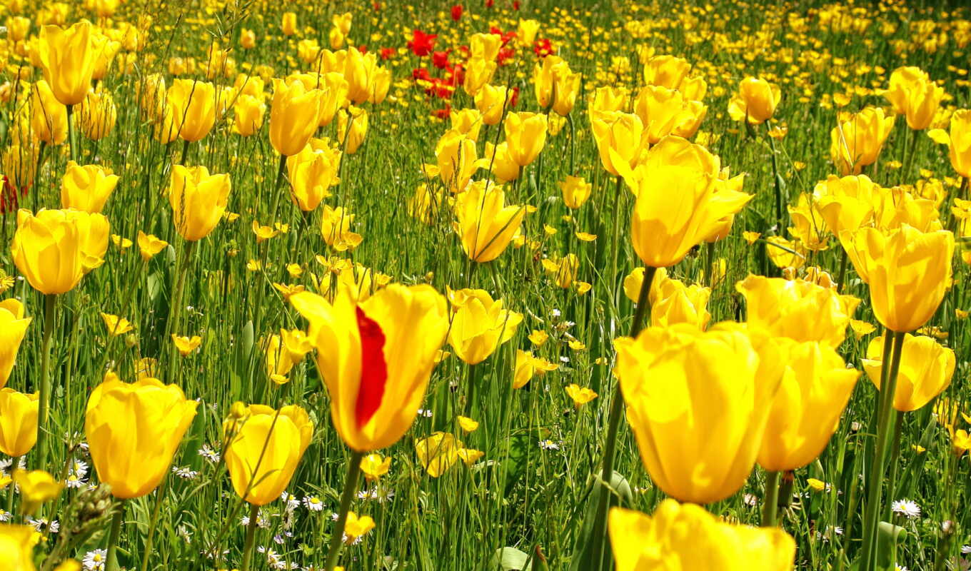 цветы, тюльпан, yellow, laleler, daisy, красное