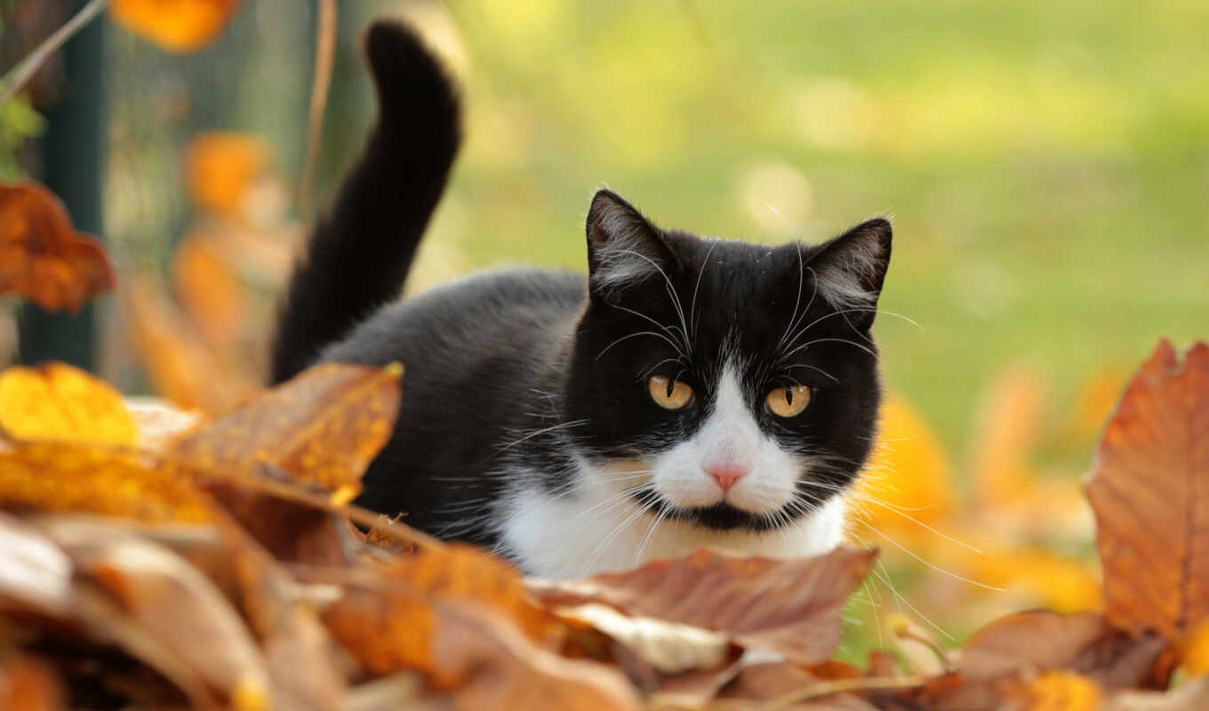 black, white, cat, autumn