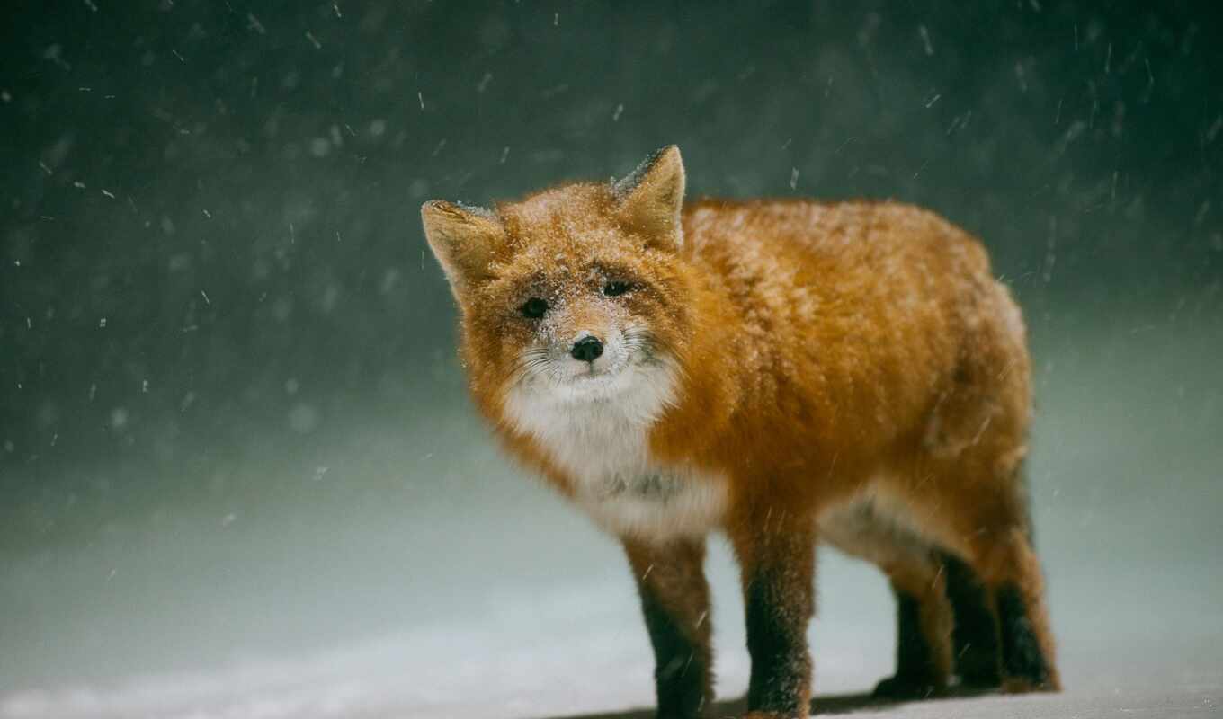 red, fox