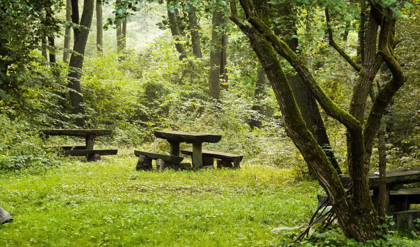 nature, grass, forest, bench, ft, backdrop